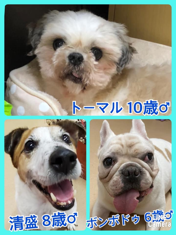 🐾今日の里親様募集中ワンコ🐶メンバーです🐾2021,7,29